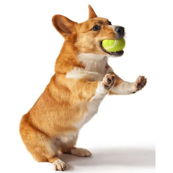 SE-PT042 Dog Tennis Ball 3