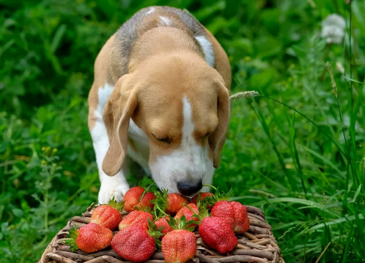 can pomegranate seeds hurt dogs