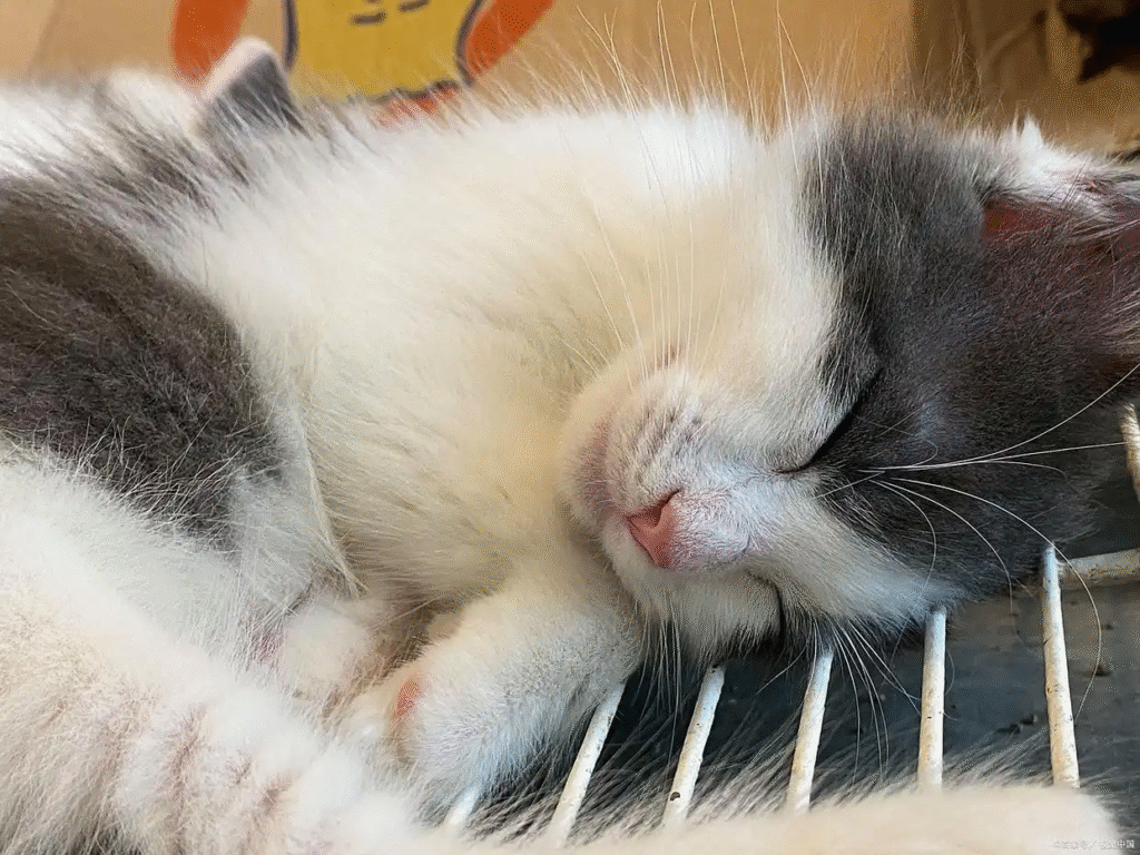 chat